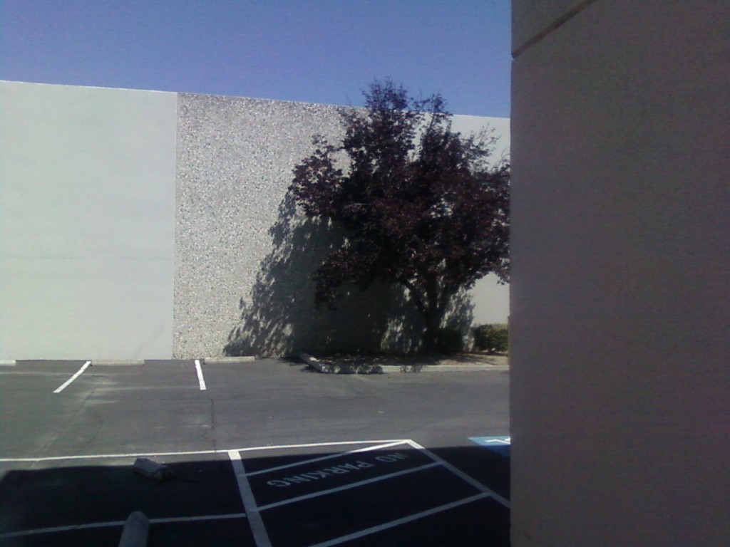 purple leaved plum tree with concrete and asphalt.